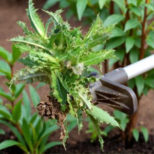 Stand Up Weeder Hand Tool – Upgraded Weed Puller, Long Handle Garden Weeding Tool With 5 Claws, Hound Weed Puller For Dandelion, Standup Weed Root Pulling Tool And Picker, Grabber